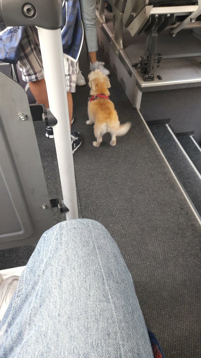 Uma coisa que adoro aqui na Suíça é que diferente de Portugal os animais podem andar de transportes públicos
