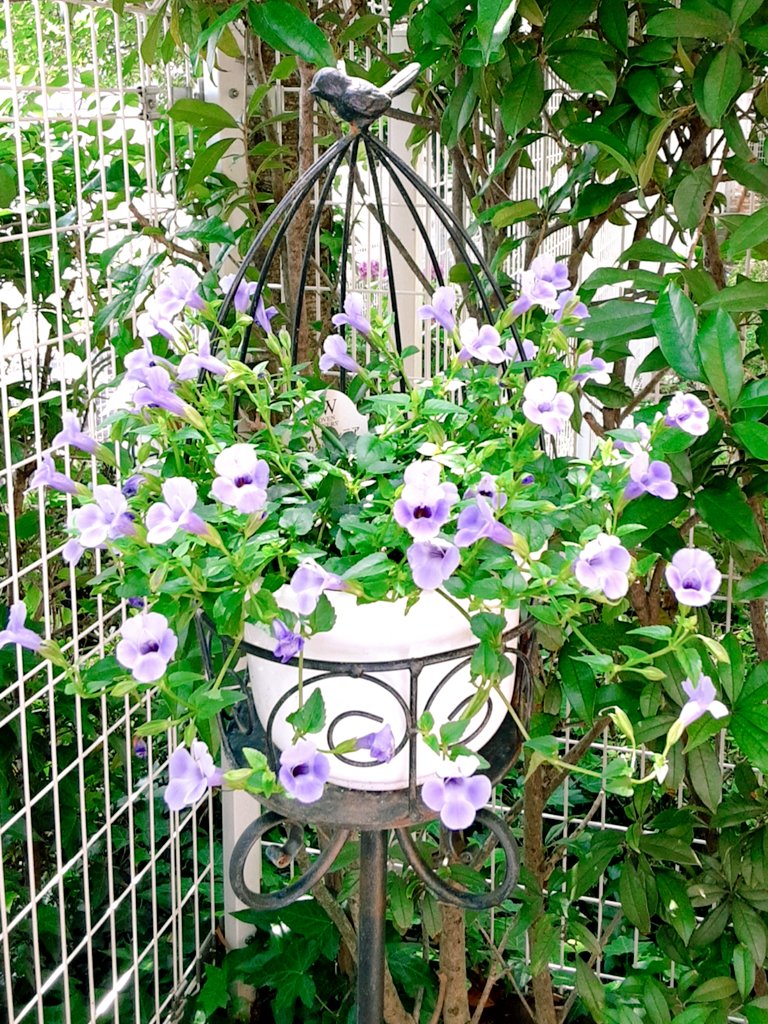 スーパートレニアカタリーナ Twitter Search Twitter