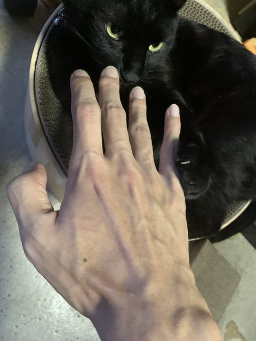 ネコチャン、別に触られるのが嫌なわけじゃなくて噛みつきも愛情表現の一つなので安心してほしい クソ痛いし牙の形にミミズ腫れになるけど 