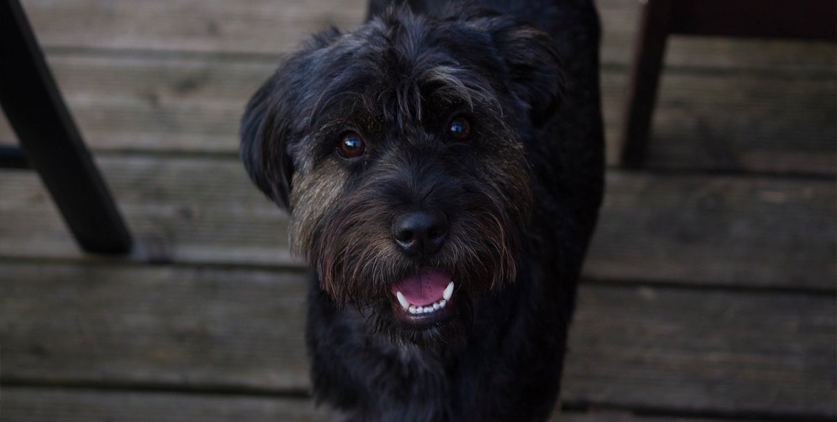 ¡La boca de nuestros amigos caninos tiene menos bacterias y gérmenes que la de un humano! ¿Lo sabías? ¿Qué otros datos diferenciadores conoces? 🐕🦠👨‍⚕️

#ilovemydog #perrosfelices #animals
