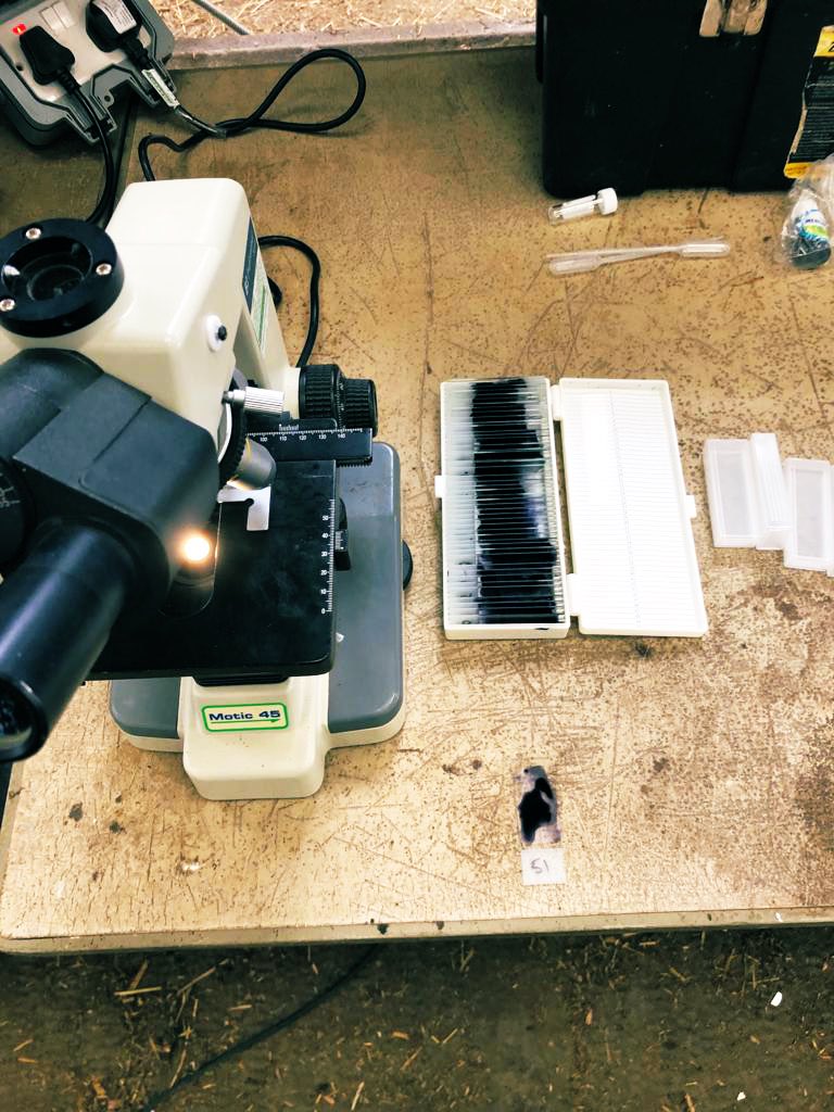 Dave Charles (@djccharles) on Twitter photo Getting ready for sheep breeding season with the first ram fertility testings of the year!150 rams examined and semen tested (where appropriate) over three days this week - a good set up makes all the difference! <a href="/ScarsdaleFarm/">Scarsdale Farm Vets</a> #MidlandsAdvancedBreedingServices Getting ready for sheep breeding season with the first ram fertility testings of the year!150 rams examined and semen tested (where appropriate) over three days this week - a good set up makes all the difference! <a href="/ScarsdaleFarm/">Scarsdale Farm Vets</a> #MidlandsAdvancedBreedingServices