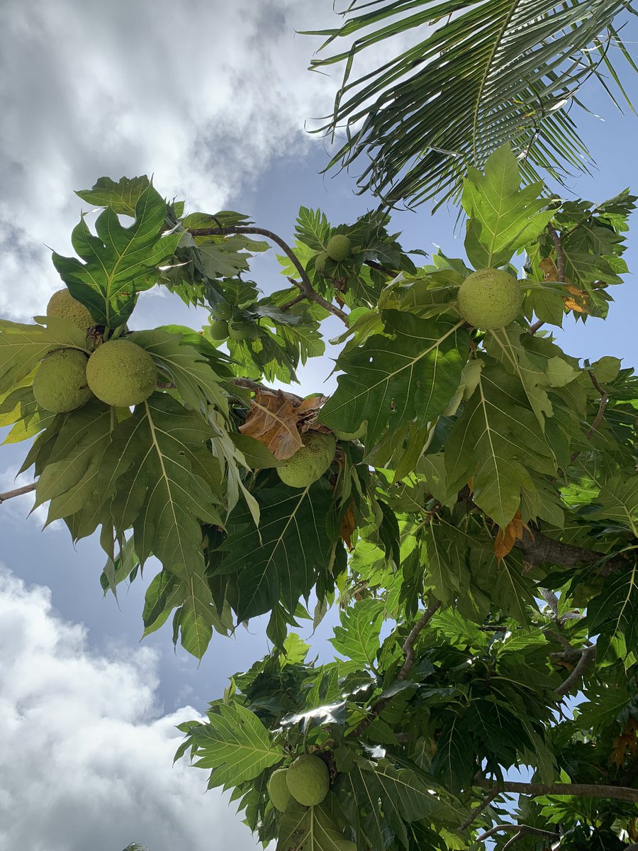 veshisaafu's tweet photo. The average breadfruit is packed with carbohydrates, antioxidants, omega 3, omega 6, protein, potassium, phosphorus, as well as iron and magnesium. #breadfruit #breadfruittrees #trees #savetrees #climatecrisis #healthyfood https://t.co/o6EOrCblnv
