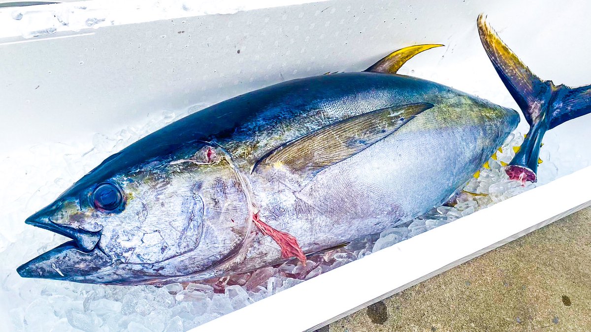 残念ながら
７月１０日の瀬戸内イベントですが
延期せざるを得ない状況に
なってしまいました

スタッフ内に陽性者が見つかり
香川県での新規陽性者も数日で倍増

流石にこの状況で
解体ショー含むイベントの開催は
難しいとの判断になりました

楽しみにされていた皆さま
大変申し訳ありません