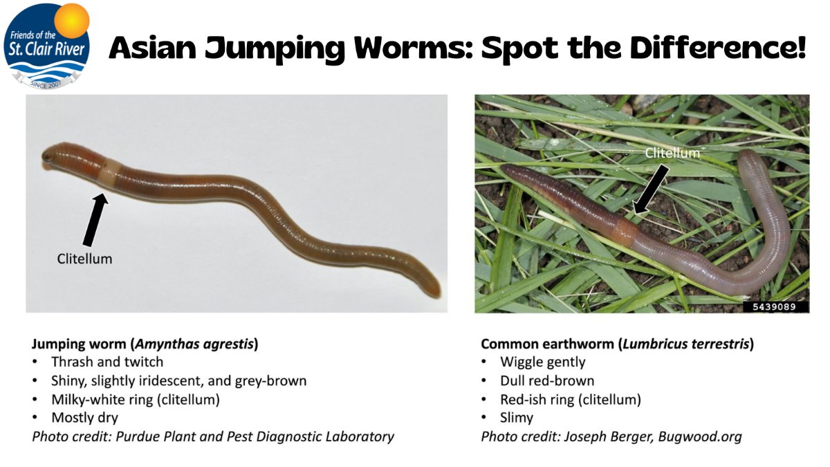 Friends of the St. Clair River on X: They're giant, they're jumpy, and  they're here in Michigan! We're talking Amynthas agrestis, otherwise known  as Asian jumping worms. To learn more about invasive