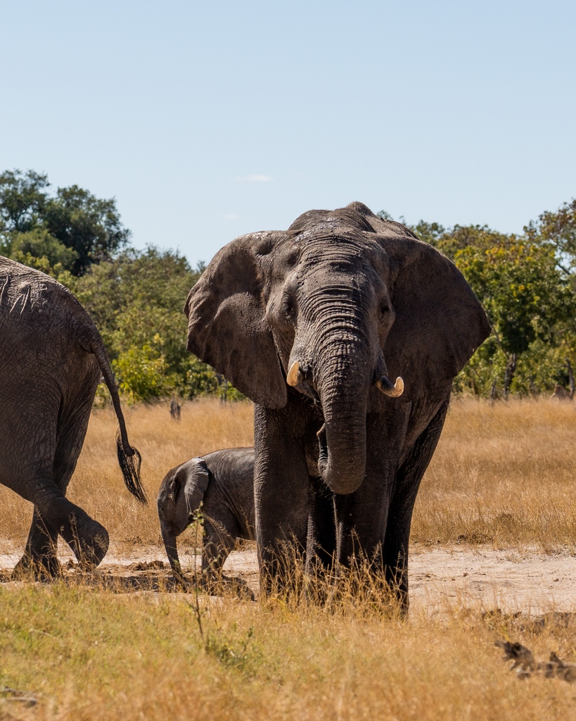 Buttanutter's tweet image. Camping Goals: Rustic Bush Pancakes! 

ButtaNutt on safari, and we're all about it. 🐘
.
#bushtrip Part2
#buttanutt #roadtripsnacks