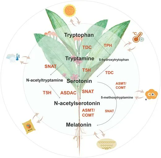 JXBot's tweet photo. #Melatonin biosynthesis and signal transduction in plants in response to environmental conditions https://t.co/8PJ1Euknos 
Gaofeng Liu, Qian Hu, Xin Zhang, Jiafu Jiang, Yang Zhang &amp; Zixin Zhang https://t.co/BC3JP8ew70
