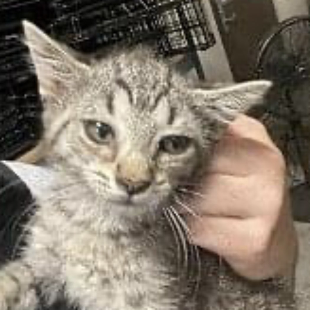 Billylittlebit's tweet photo. #FloydFelines a cat rescue in Rome, GA is in dire need of donations. There is a donate button in the FB post below. Plz RT/share.🐈 @PeterAskin1 @ngremmy @vestanja @BrendaPerrott @morgfair @HazelandRemy @Maree71439592 @SandraK93322487  @MeowMiya88 @SandraQuirnbach @BethStern https://t.co/5IIvaAFCom