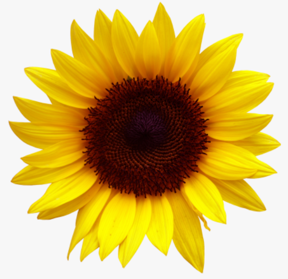 HawkedonAssoc's tweet photo. It's time for our July sunflower 'Grow and Bloom' competition entries - closing date 10th July! Please send your photos to vicechair@hpsa-earley.org.uk with a donation to https://t.co/LSUARX3CLO.... We're excited to see how they're growing! https://t.co/rdDU7LbxmI