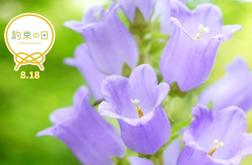 約束の日 7月8日の誕生花は カンパニュラ です カンパニュラの花言葉は 感謝 と言われています 日頃の感謝を伝えられると嬉しい気持ちになると思います この投稿をきっかけに 大切な人へ 感謝 を伝えてみてはいかがでしょうか 約束の日