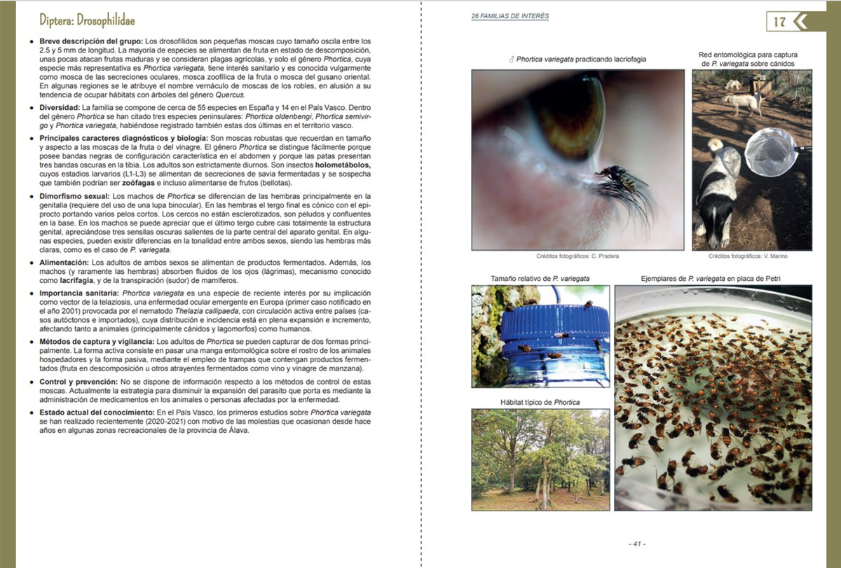 Feliz de cumplir mi sueño de escribir un libro "Insectos de importancia médico-veterinaria en el norte de España". Una obra de 224 pgs sobre los 60 insectos más relevantes en salud humana/animal. Por favor retwittear. Precio: 20 euros. Venta directa: mikel_alexander86@hotmail.com