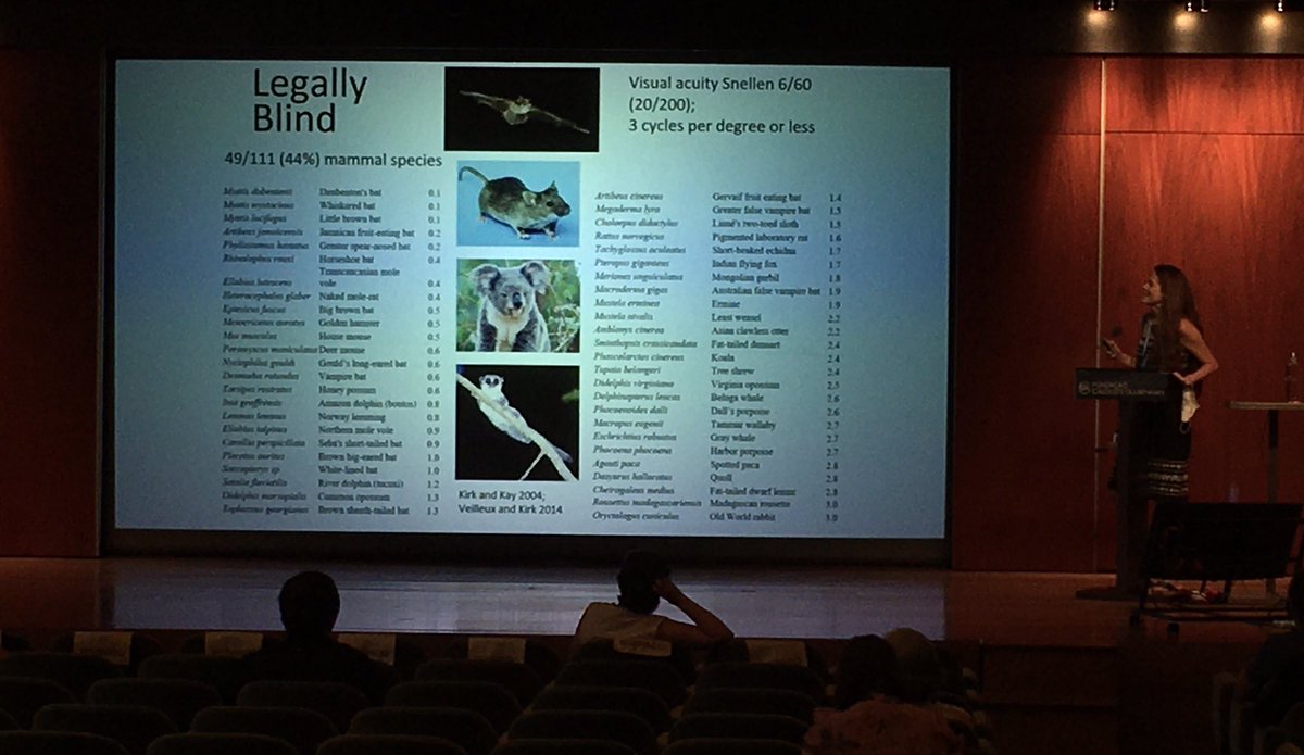 Learning about vision at #isemph2022: Alexandra de Sousa’s talk on vision loss tells us that 44% of mammal species would be considered legally blind