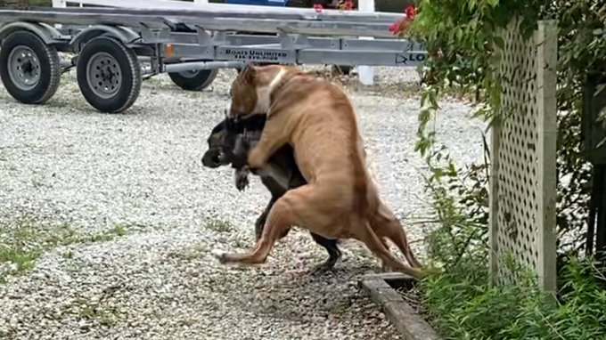 #homeprotection #guarddog #dogintruder #exomanvideo #bansheemoon https://t.co/mWelal78MU https://t.c<a href="/tag/homeprotection"class="tags">#homeprotection</a><a href="/tag/guarddog"class="tags">#guarddog</a><a href="/tag/dogintruder"class="tags">#dogintruder</a><a href="/tag/exomanvideo"class="tags">#exomanvideo</a><a href="/tag/bansheemoon"class="tags"><span>#bansheemoon</span></a>