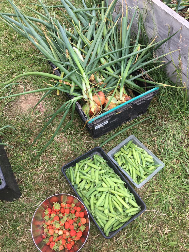 itsjillgardner's tweet photo. They tell you that money doesnβt grow on trees. Well as far as true wealth goes, it really, really does!! #realfood #organic #beigefree https://t.co/0eOAN6WiYg