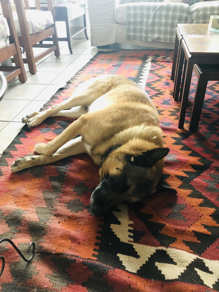riridiamond7912's tweet photo. Even the Maligator is more tired than normal… there must be something in the water https://t.co/Q7rPQAYBuX