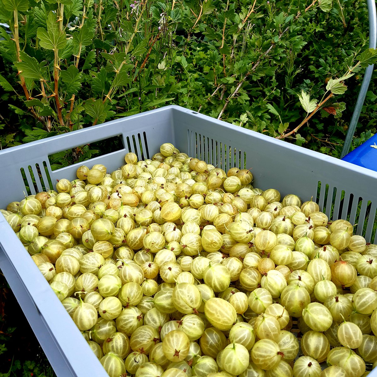 attyflinestate's tweet photo. Today marked the beginning of our new season fruit picking on the Estate.

As you can see, our gooseberry bushes were the first crop ready for picking this year. https://t.co/KIQteOrwnj