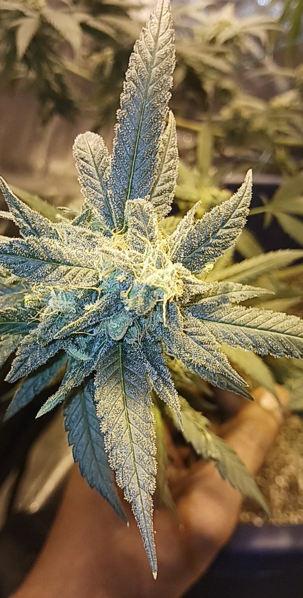 CitiesFinnest's tweet photo. @NoNotAnnette Definitely on The Same Page My Purple Kush Grow 💜 https://t.co/vErQm7fBTZ
