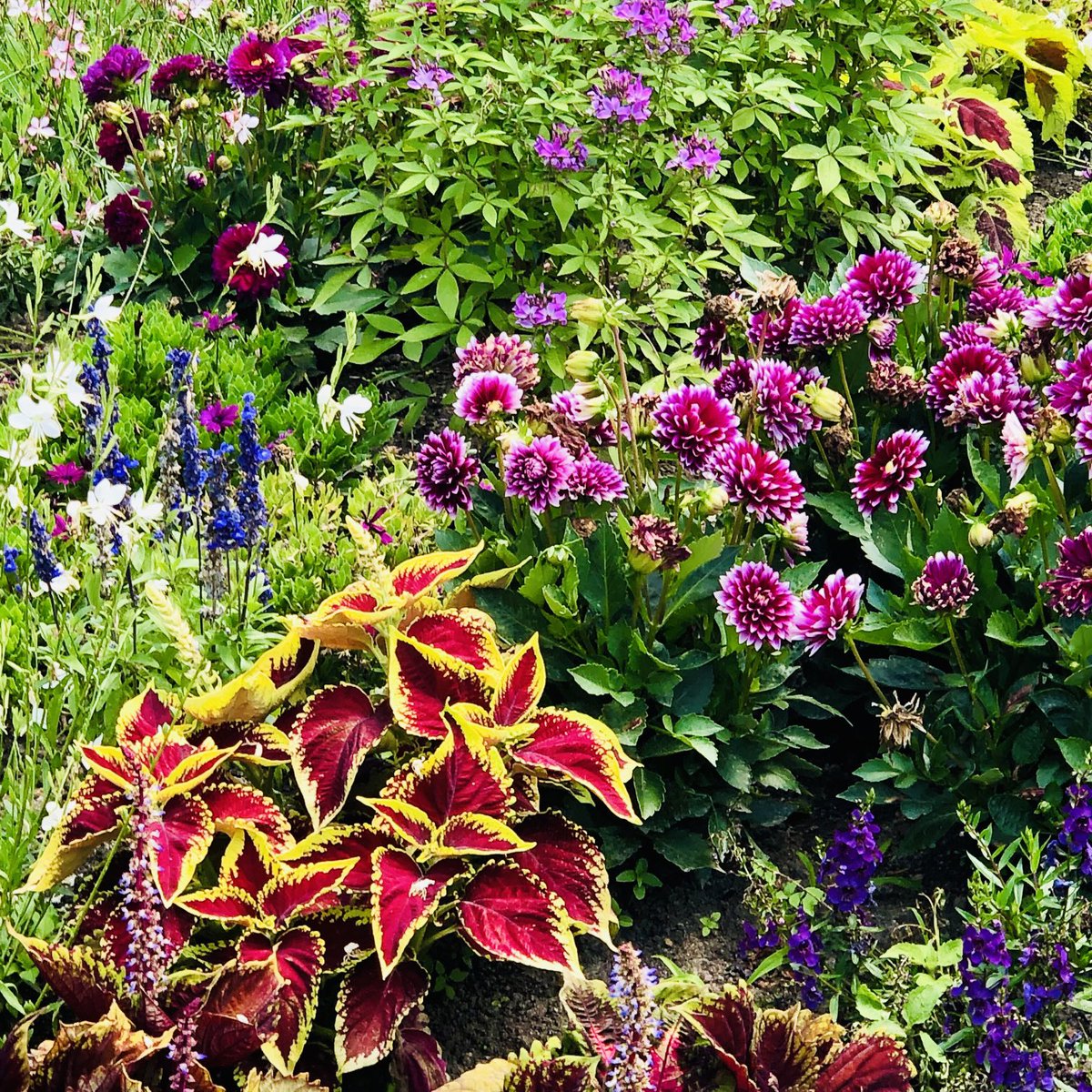 glaubeweiter's tweet photo. Ich mag #bunte #blühende #lebendige #Beete und #Gärten Ein #wunderbares #Chaos aus #Formen #Farben und #Gerüchen Ein #Paradies für #Insekten und eine wahre #Augenweide 🎶Nun steht in Laub und Blüte, Gott Schöpfer deine Welt. Hab Dank für alle deine Güte, die uns die Treue hält.🎶 https://t.co/oUQZdbU5Nn