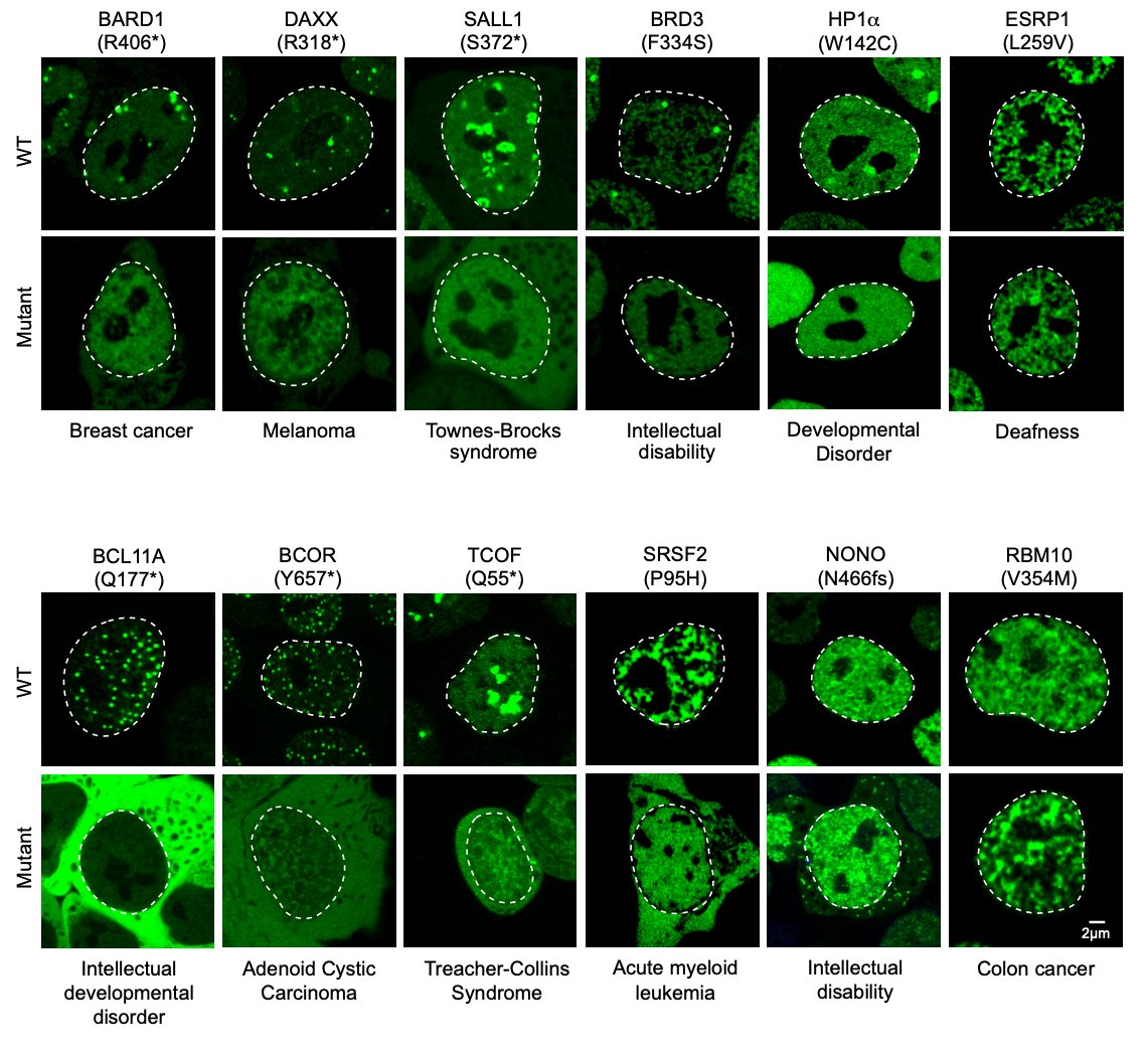 Salman Banani tweet media