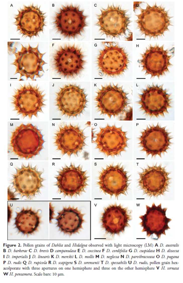 TAsteraceae's tweet photo. Describen el #polen en los géneros #Hidalgoa y #dahlia
Disponible en: https://t.co/bU8idKidOb
#Asteraceae #Coreopsideae #Palynology #Taxonomy https://t.co/fpXi9ygvvT