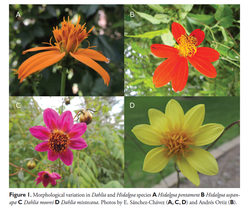 TAsteraceae's tweet photo. Describen el #polen en los géneros #Hidalgoa y #dahlia
Disponible en: https://t.co/bU8idKidOb
#Asteraceae #Coreopsideae #Palynology #Taxonomy https://t.co/fpXi9ygvvT