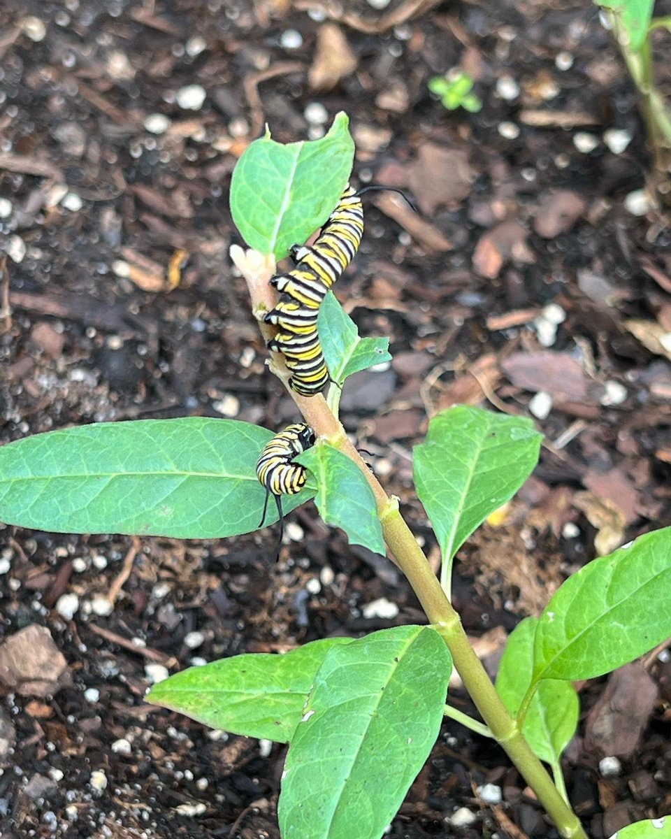 HeinbaughCa's tweet photo. My butterfly garden is now thriving with the monarch caterpillar #butterfly #caterpillar https://t.co/Rup0VrFDlb