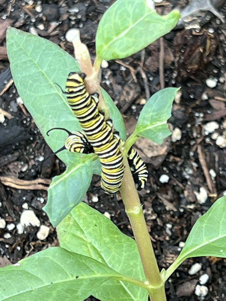 HeinbaughCa's tweet photo. My butterfly garden is now thriving with the monarch caterpillar #butterfly #caterpillar https://t.co/Rup0VrFDlb