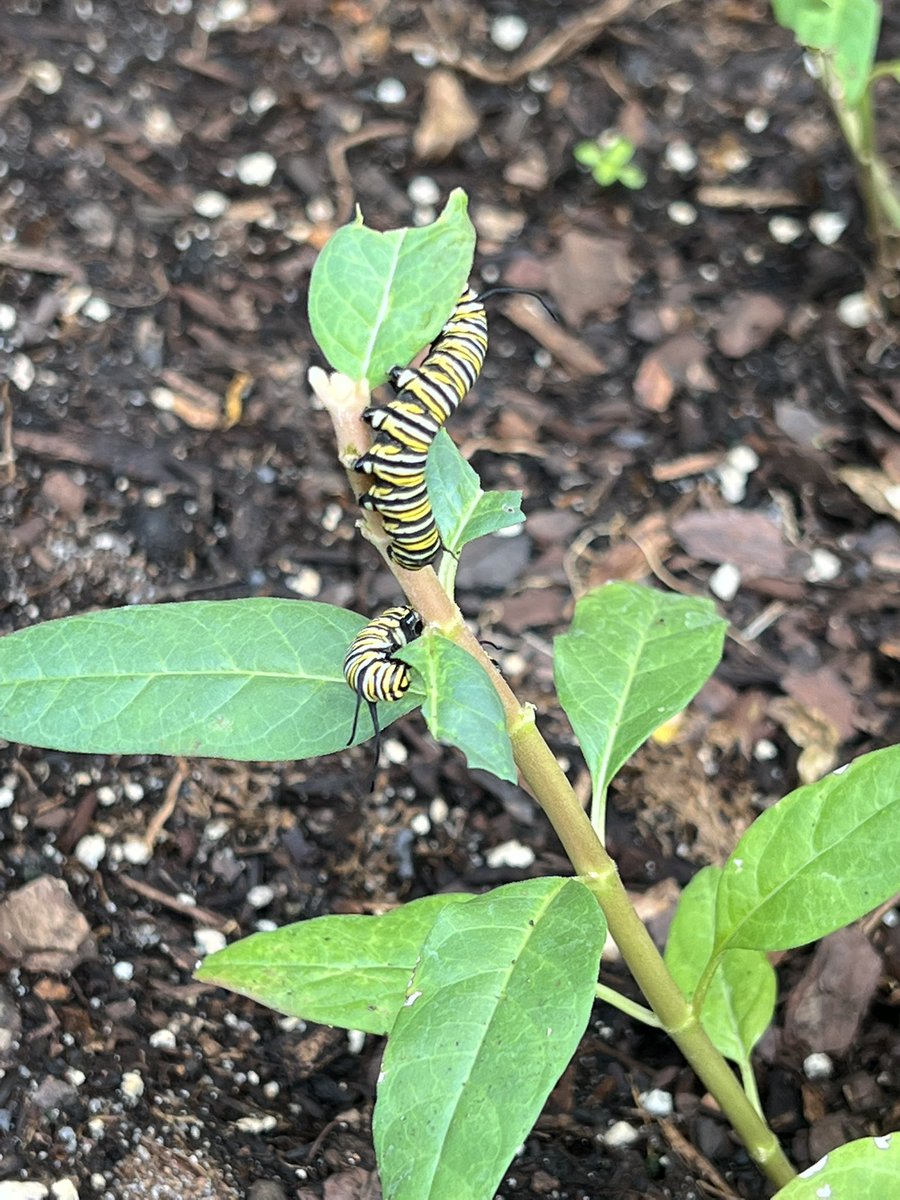 HeinbaughCa's tweet photo. My butterfly garden is now thriving with the monarch caterpillar #butterfly #caterpillar https://t.co/Rup0VrFDlb