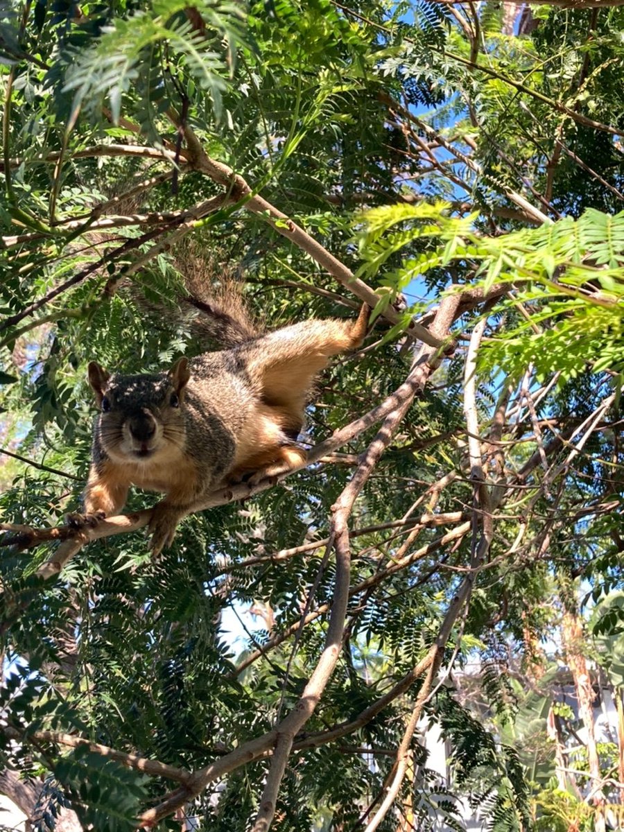 Squirrels of Oklahoma tweet media