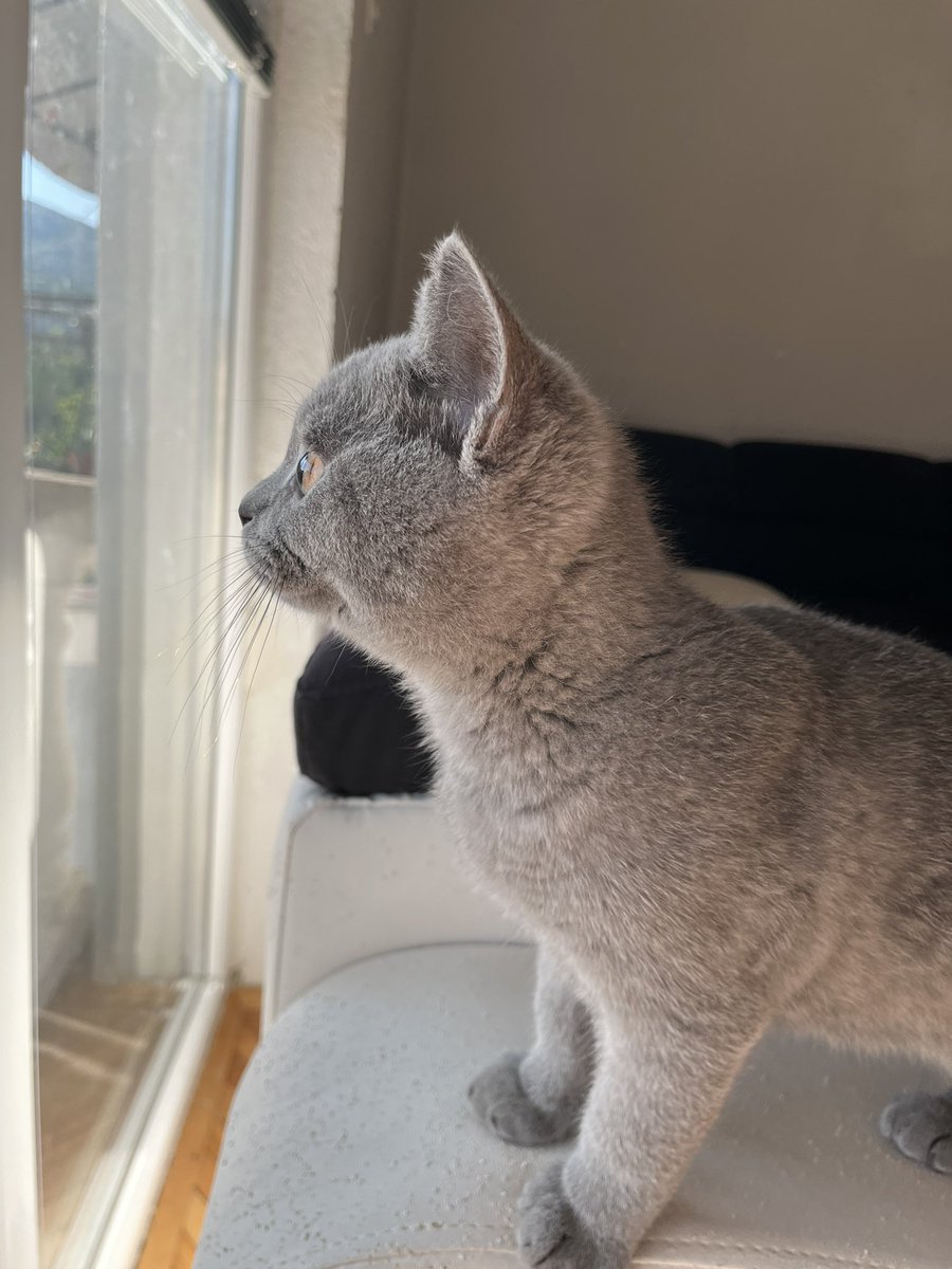 🐈‍⬛