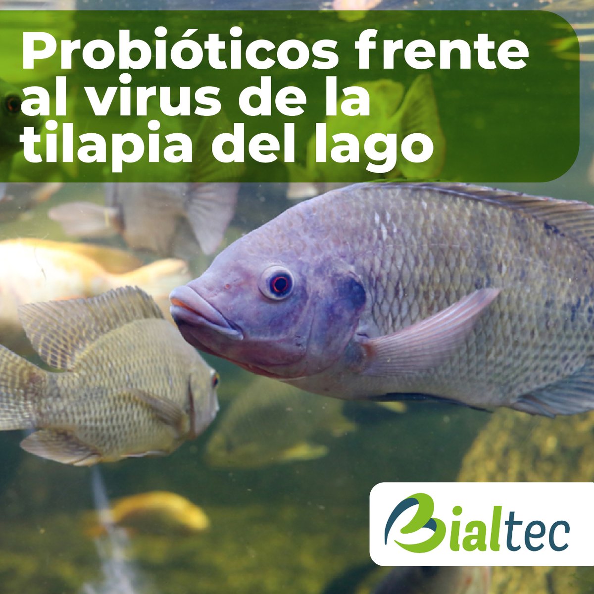 BIALTEC's tweet photo. ¿Cómo los #probioticos benefician a la #tilapia frente al virus del lago? Te contamos 👇 #Hilo https://t.co/zCbOzL0WuK