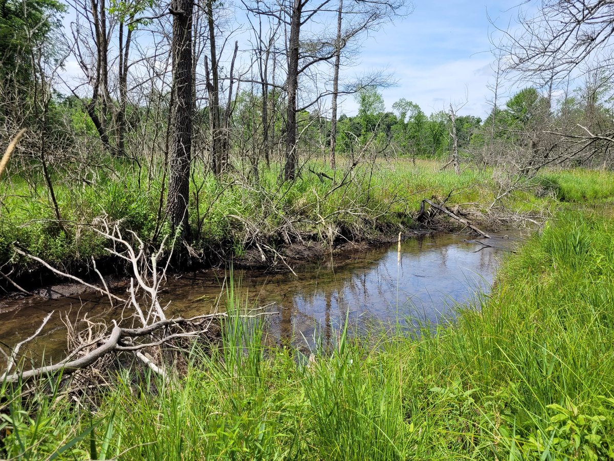 JLW_CISMA's tweet photo. We had a great time surveying with @MichiganNFI  at Watkins! Beautiful natural features, and no invasive stiltgrass in this part of the park! Bees 3  Scientists 3 .... ended in a tie 🙂 🐝 #teamwork  #survey #invasivespecies #conservation https://t.co/VQ33VJTTXT