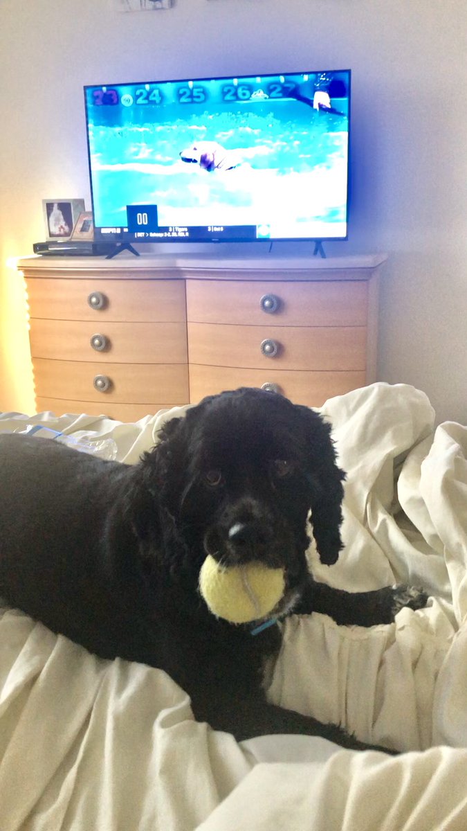 LunaticLarry3's tweet photo. I wanted to have a catch with the Bald Guy, but he’s watching Diving Dogs on ESPN….I would be so Awesome at that!🏆❤️ #DogsofTwittter #divingdogs #dogs https://t.co/Neqpu9lmGH