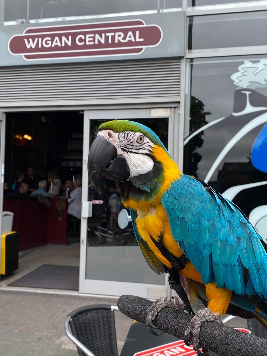 Customer: 'Are you guys pet friendly?'
Us: 'Yeah, absolutely!'
Customer: 'Cool 😎' *reveals parrot*

Well hello Mr Mac.Kaw 🦜

#petfriendly #parrotlife #exoticpets #hellopolly