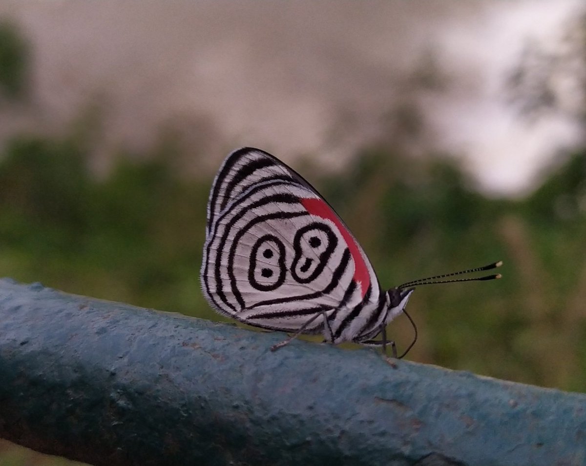 MarthinCabrera's tweet photo. @Weird_AnimaIs A picture I took in 2021 https://t.co/9PRnoWBU1T
