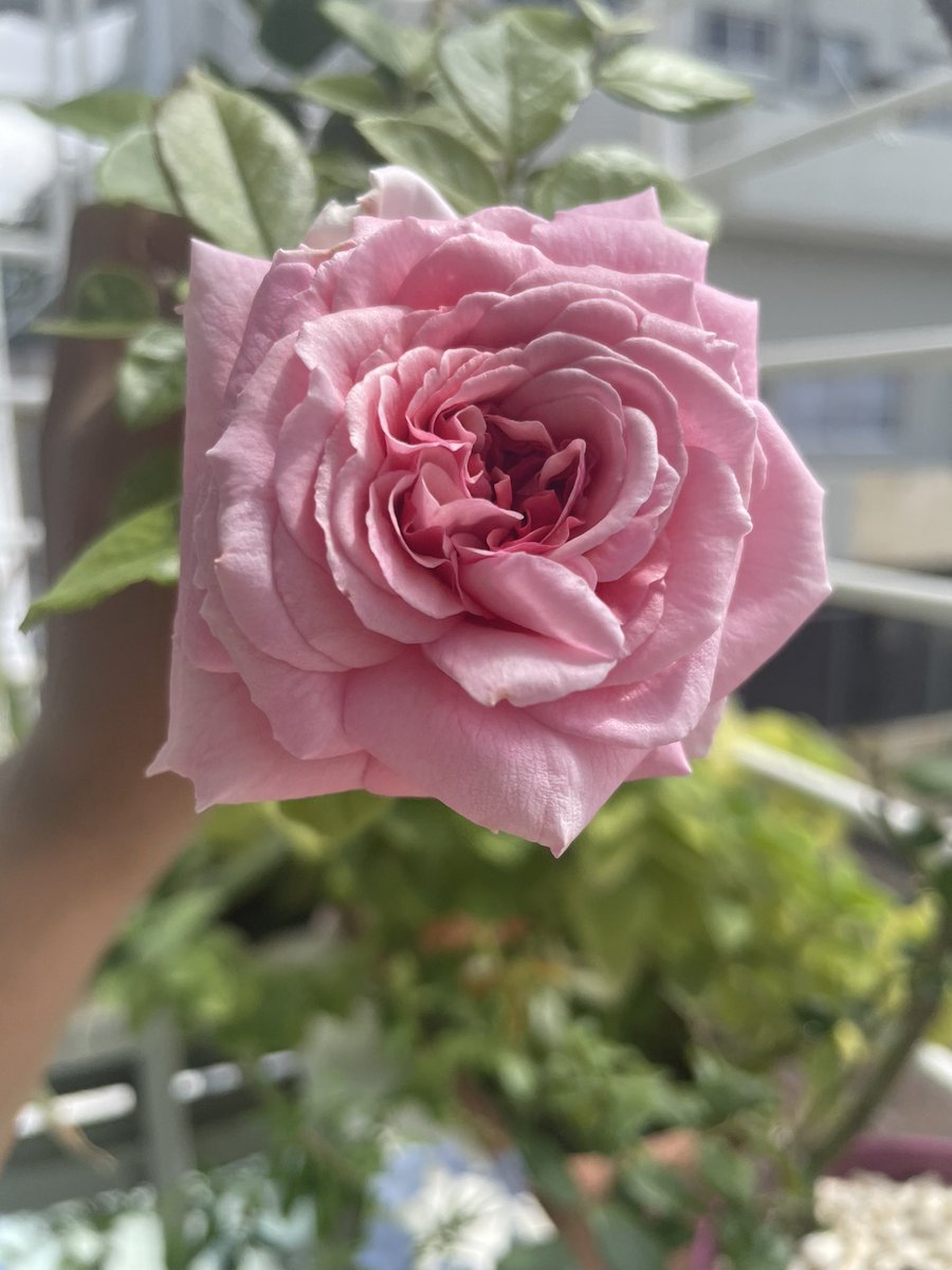 TessieSanchez's tweet photo. Desde mi balcón 🌷
Si pudiera sembrar girasoles en mi balcón, fuera un éxito. Mientras… soy feliz con mis rosas🥰
Feliz y próspero viernes.
Fuerte abrazo, #MaresDeBendiciones https://t.co/548K06ffvz