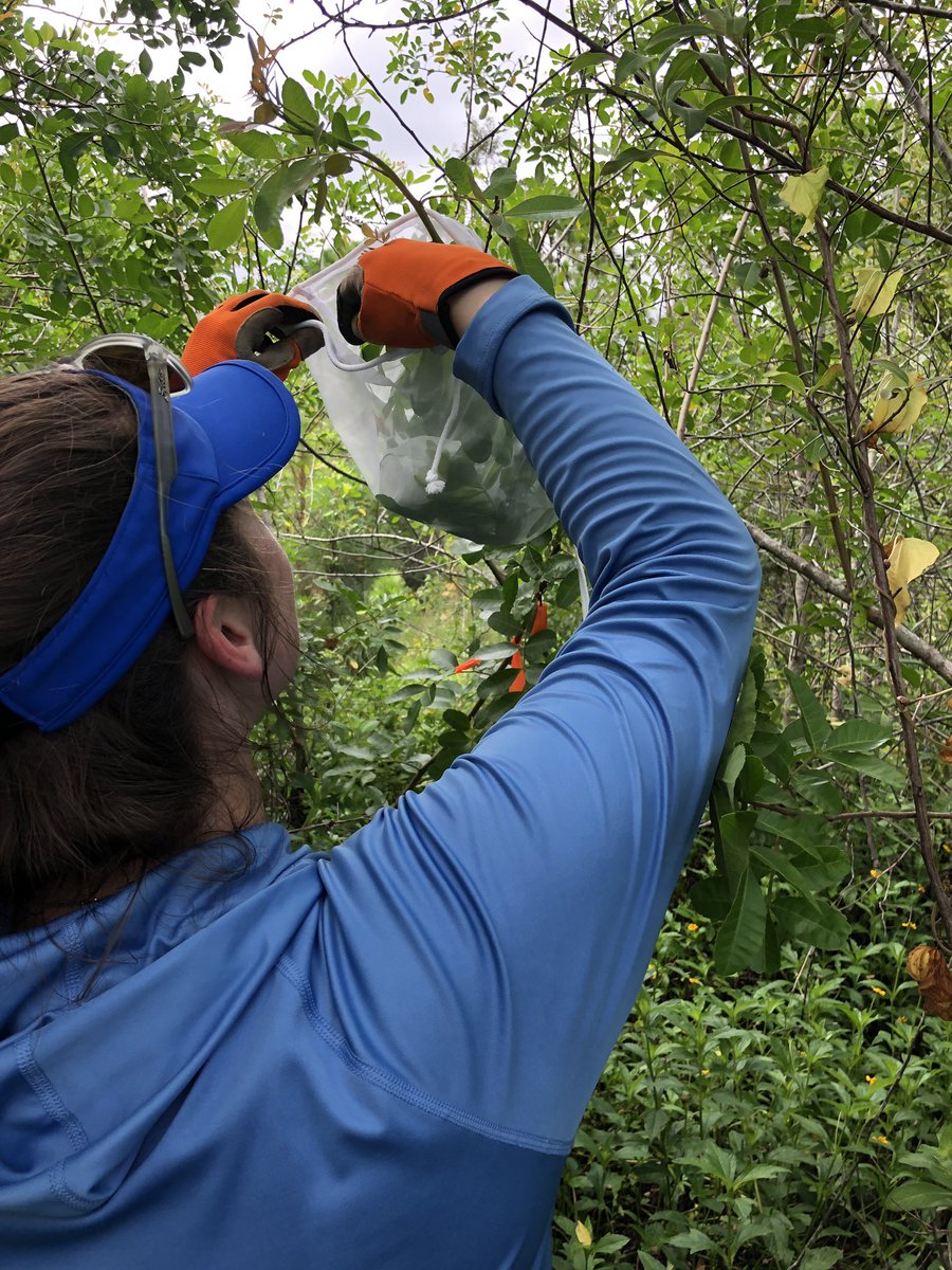 UFIFAS_IRREC's tweet photo. #MinteerLab team @, @elefalch and @kengioeli inoculated 4 sites on the #UFIFAS St. Lucie Ext property with #BrazilianPepper thrips. Intern Eloise Lamie joined them.
#UFBugs
#UFBioControl
@StLucieGov https://t.co/OdX5mTsk7h