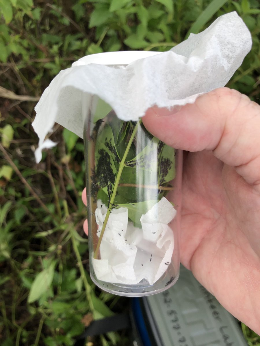 UFIFAS_IRREC's tweet photo. #MinteerLab team @, @elefalch and @kengioeli inoculated 4 sites on the #UFIFAS St. Lucie Ext property with #BrazilianPepper thrips. Intern Eloise Lamie joined them.
#UFBugs
#UFBioControl
@StLucieGov https://t.co/OdX5mTsk7h