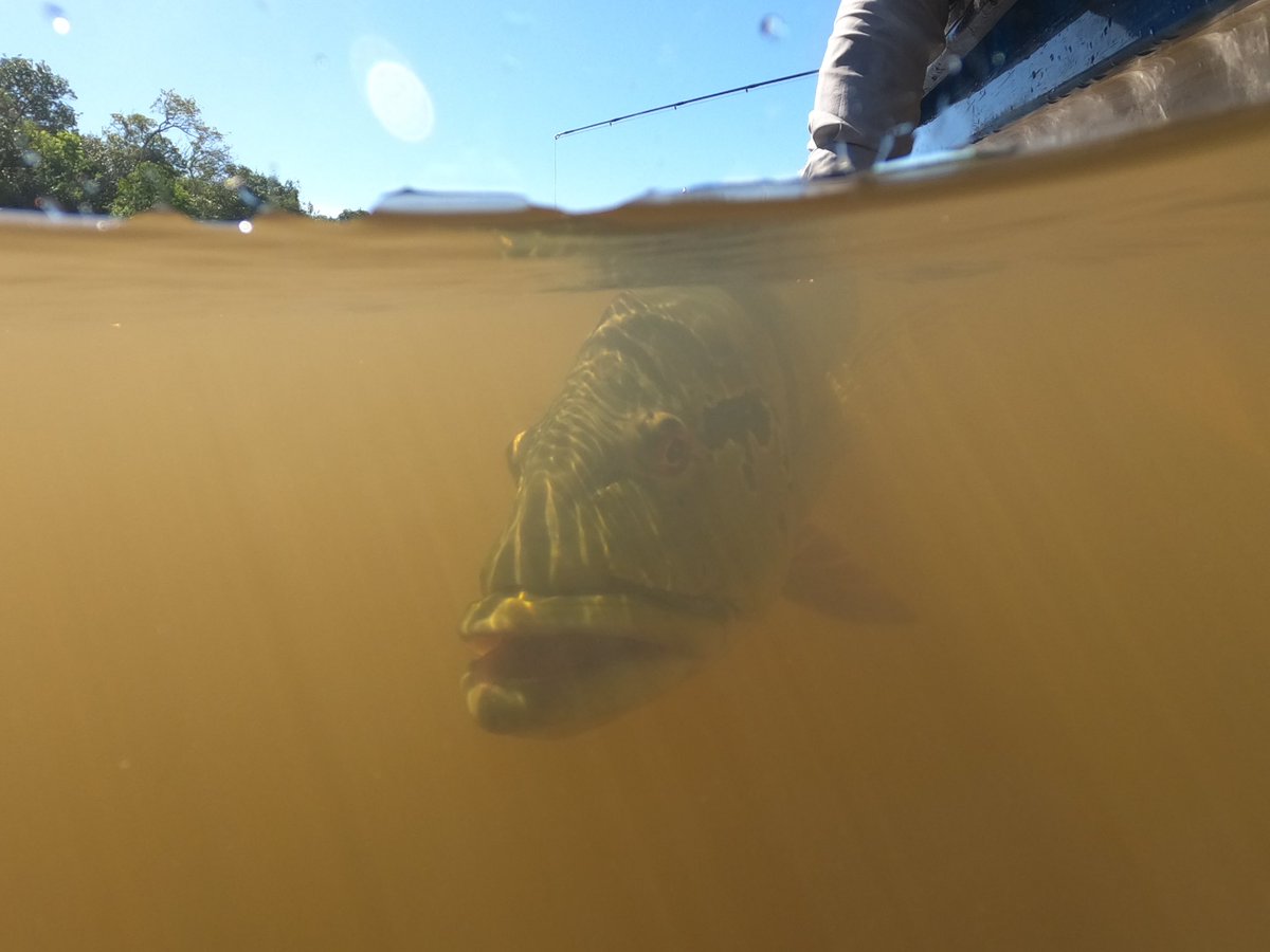 danielCFT's tweet photo. Muchos años para cambiar la mentalidad de los pescadores deportivos en que el camino era devolver los peces al agua. Esto lo amamos como nuestra vida

#YoapoyolaPescaDeportiva 
#PescaDeportivaColombia 
#corteconstitucional https://t.co/NLXiXO2lGF