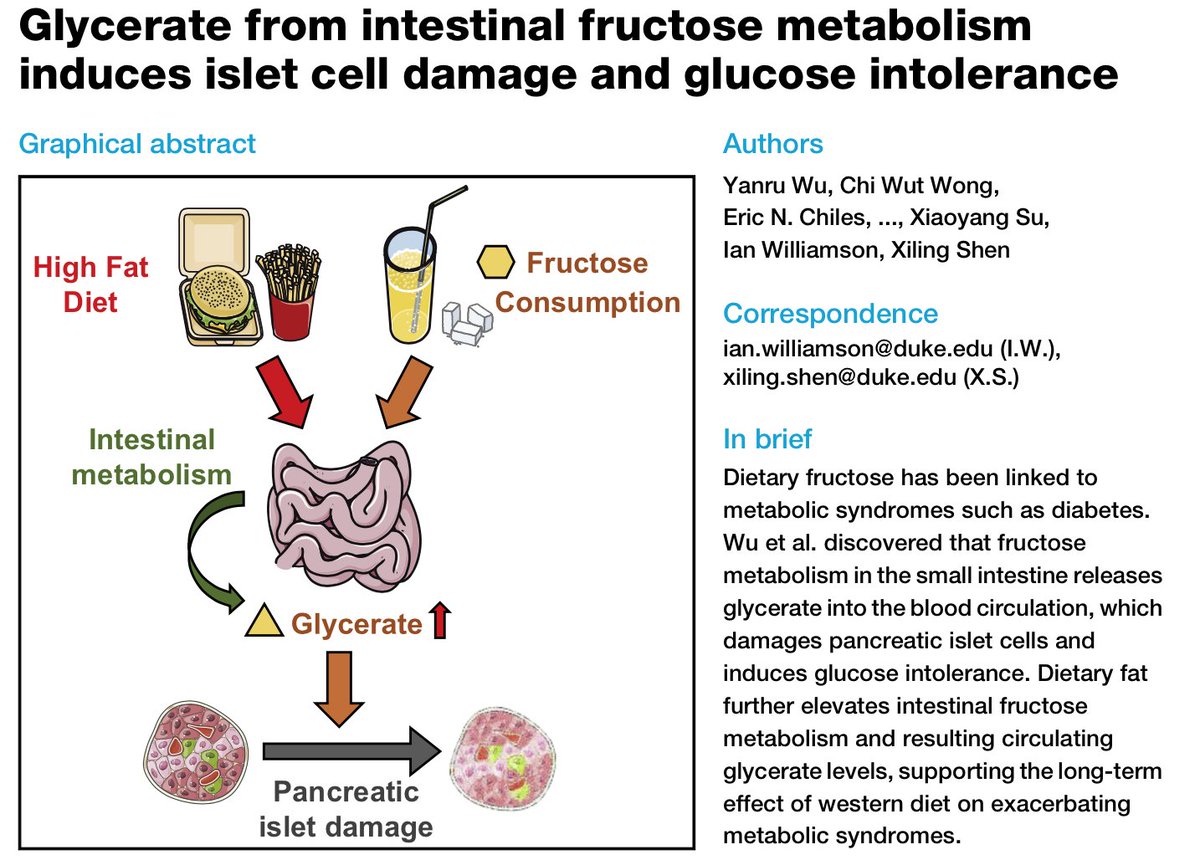 nicknorwitz's tweet photo. 🚨 Fructose Poisons the Pancreas! 🚨 
Paper Talk (6 min) on a NEW Mechanism! Just Published July 5, 2022! 

🍇 Intestines convert fructose into metabolite that poisons beta cells

🍕 High-fat feeding boosts fructose uptake/metabolism

👉👉Video Link: https://t.co/y5DvKbakaH https://t.co/OKeDJqcvO4