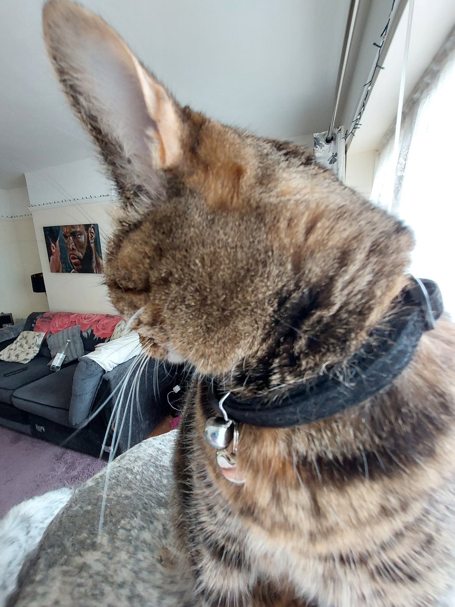 justme_tracey's tweet photo. She's made my Ear Look Massive today π² #EarEar #ImListening #Cats #CatCommunity #CatsOnTwitter #ShhhIAmListening
Thank goodness its Friday my good friends/furrriends have a fantastic day full of love and peace. ππΈπΎπ¦πππππππββ¬π¦πΉ https://t.co/hPOR6YIXrW