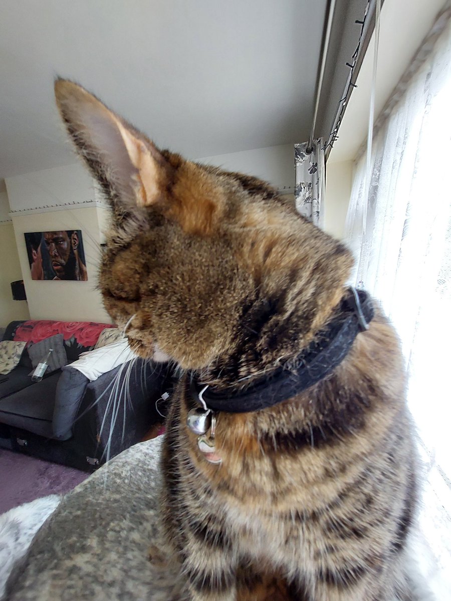 justme_tracey's tweet photo. She's made my Ear Look Massive today π² #EarEar #ImListening #Cats #CatCommunity #CatsOnTwitter #ShhhIAmListening
Thank goodness its Friday my good friends/furrriends have a fantastic day full of love and peace. ππΈπΎπ¦πππππππββ¬π¦πΉ https://t.co/hPOR6YIXrW