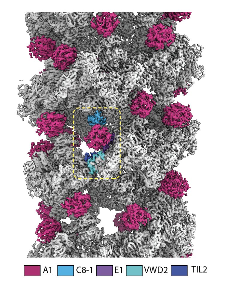 jacobranderso's tweet photo. Serendipitously, we found VWFs A1 domain is a component of the VWF tubule wall! The A1 domain has important functions in VWF biology, and we were surprised to find it linking helical repeats in the VWF tubule.

5/6 https://t.co/l233YmQuRo