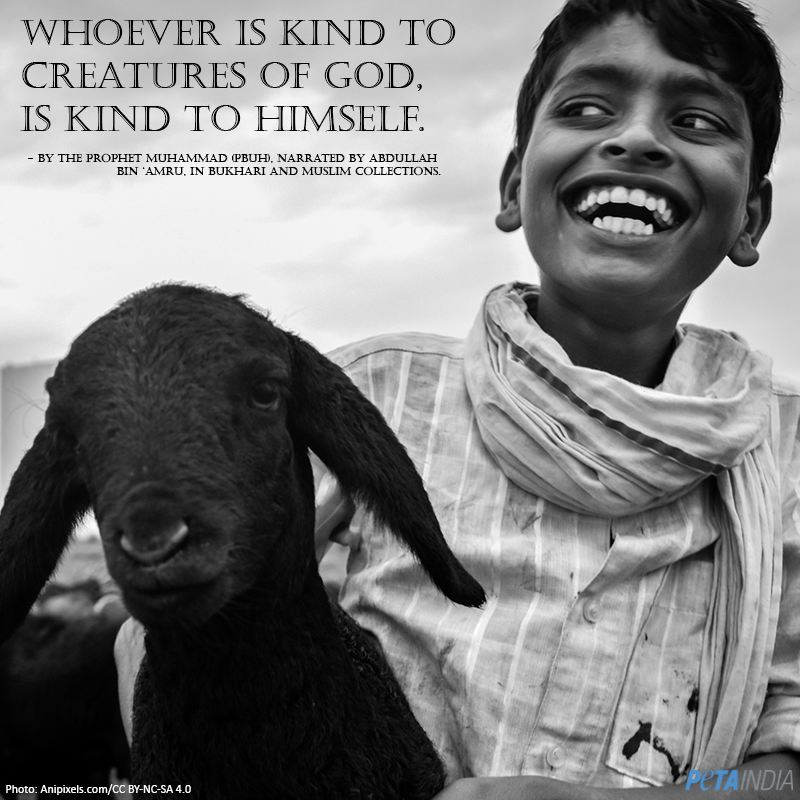 PETA India tweet media