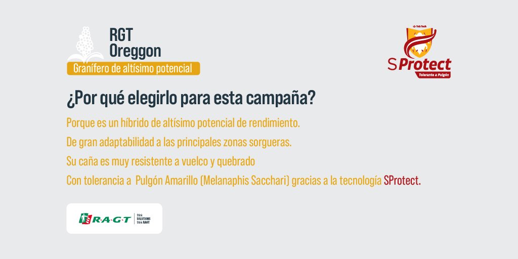 ragtsemillas_ar's tweet photo. 🟡 𝗦𝗢𝗥𝗚𝗢 𝗥𝗚𝗧 𝗢𝗥𝗘𝗚𝗚𝗢𝗡
Un granífero de altísimo potencial con tecnología 
🛡 SPROTECT.
Necesitás más motivos para elegirlo?
|Think Solutions 
|Think RAGT
#RAGT
#Sorgo #RGTOreggon  #SorgoGranídero #Producción #Rinde  #Tolerancia #ChauPulgón #SProtect #Manejo https://t.co/ToXKbGm7X6
