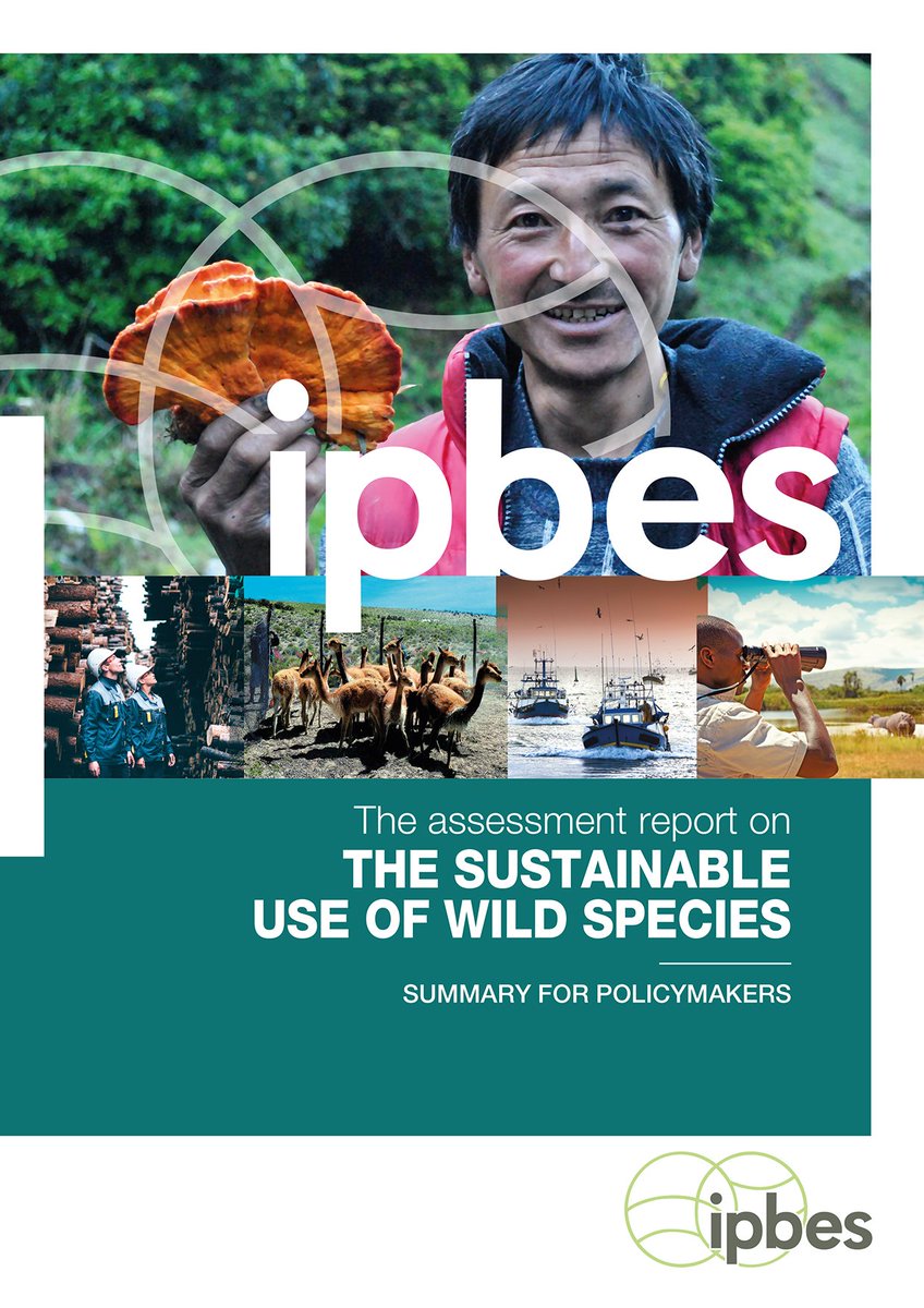 #ULTIMAHORA

Se explotan 50.000 especies para llenar necesidades de millones de personas, según nueva evaluación <a href="/IPBES/">ipbes</a> sobre Uso Sostenible de Especies Silvestres.

Expertos dan opciones para garantizar uso sostenible de plantas, animales, hongos y algas

ipbes.net/media_release/…