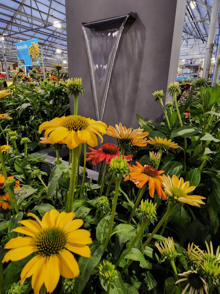 JudiMunski's tweet photo. Lots of perennial color to welcome in the weekend!
Casertanos Farms always delivering the best perennials.
Lowe's 1581 Webster NY https://t.co/cOPqydzNPv