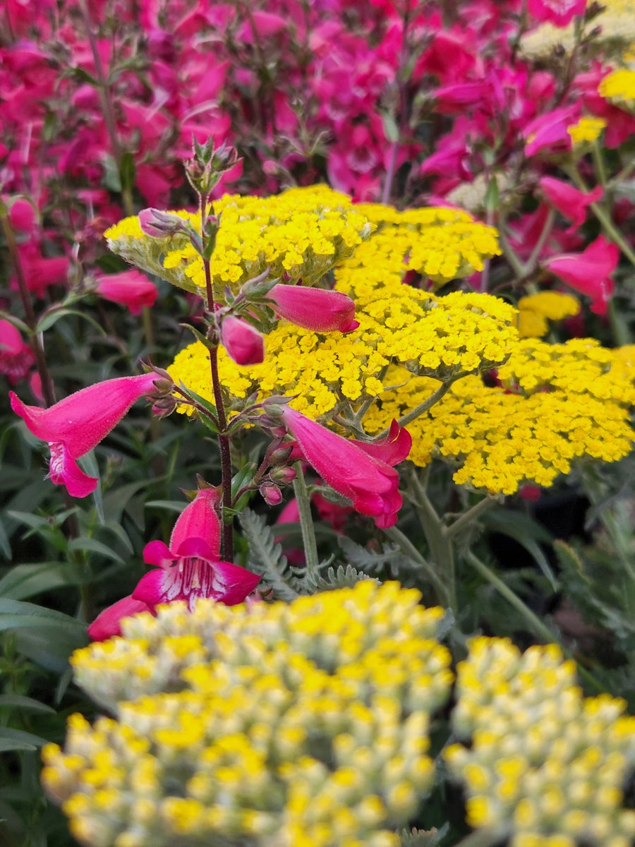 JudiMunski's tweet photo. Lots of perennial color to welcome in the weekend!
Casertanos Farms always delivering the best perennials.
Lowe's 1581 Webster NY https://t.co/cOPqydzNPv
