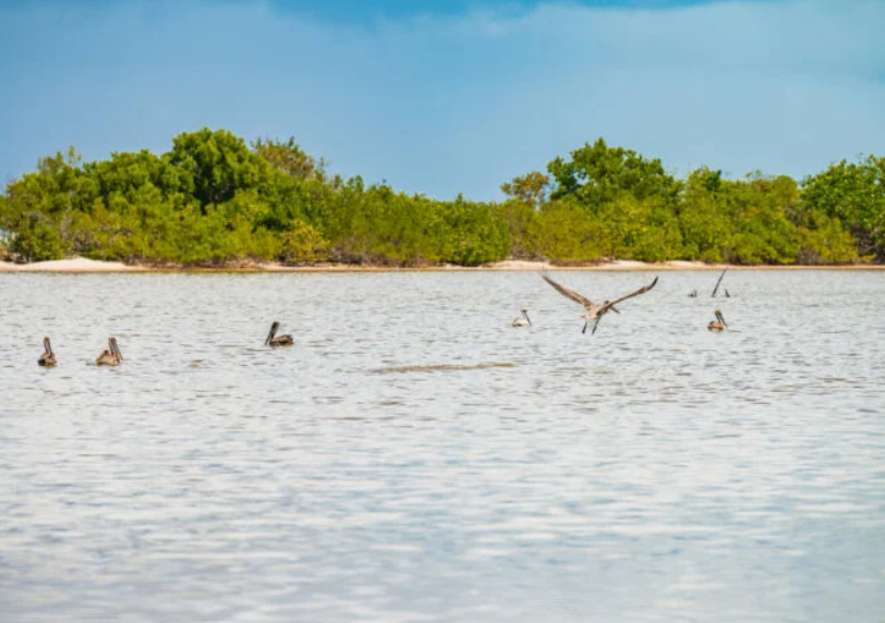 cayCompass's tweet photo. The Dart group has pledged to conserve an acre of natural habitat for every acre it develops in the Cayman Islands in future.

#caymancompass #caymanislands #cayman #caribbean #dart

https://t.co/XPVlNreW7M https://t.co/zt9dE6QWg0