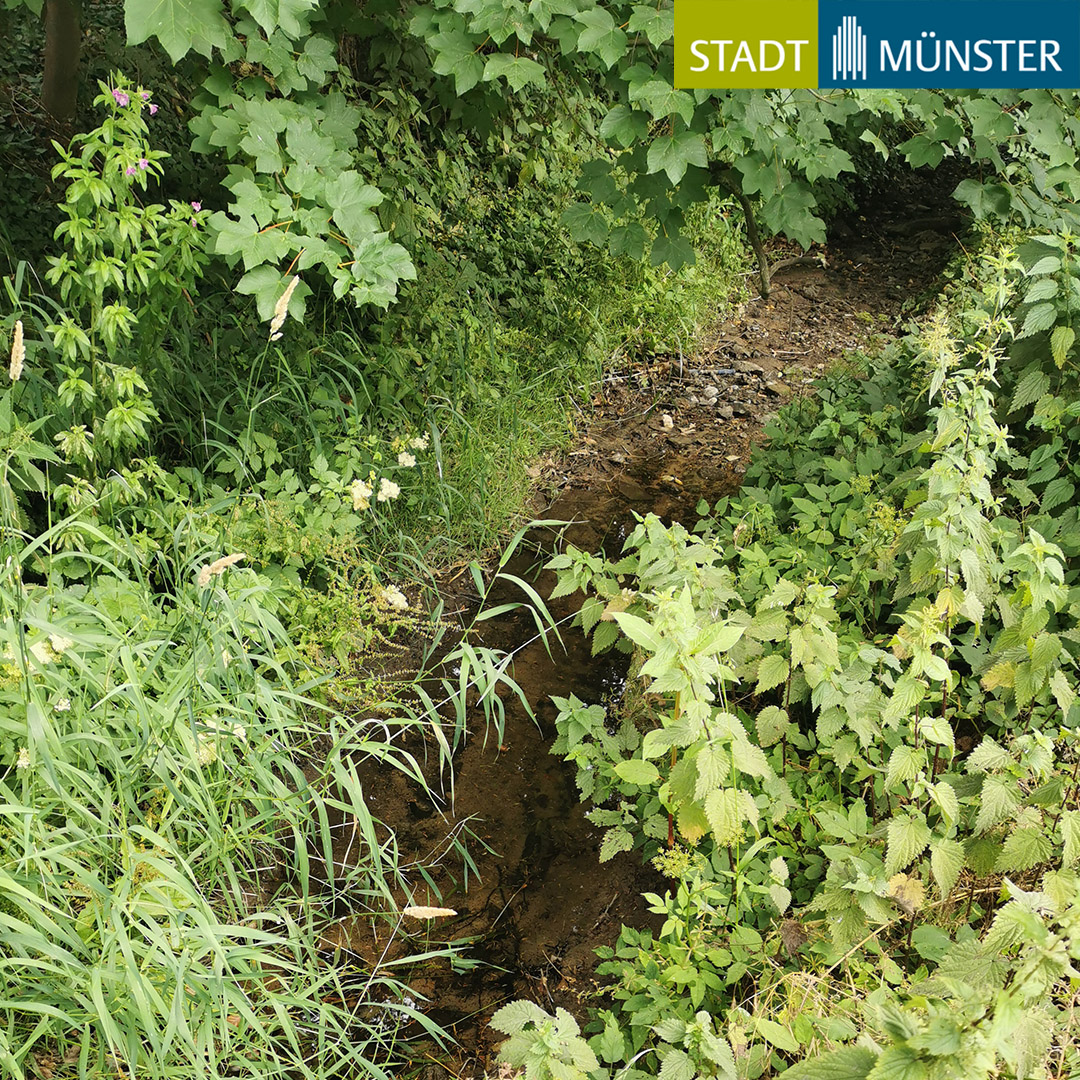 💧Die seit Wochen anhaltende Trockenheit hat zu extrem niedrigen Wasserständen in Münster geführt. Um den Lebensraum für Pflanzen und Tiere nicht noch weiter zu gefährden, bittet die Stadt darum, den Bächen und Teichen kein Wasser zu entnehmen.➡️
muenster.de/pressemeldunge…