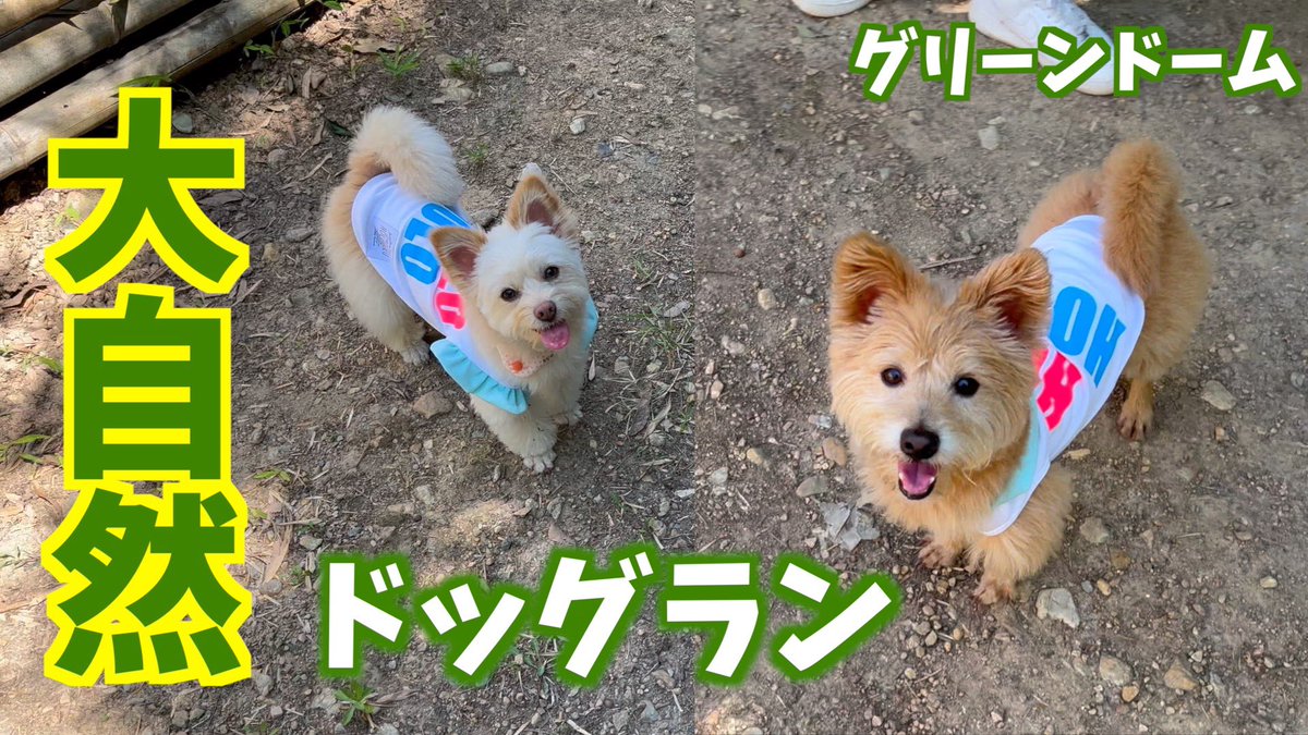 cotetsu_uta's tweet photo. 自然いっぱいのドッグランで
野生の本能丸出し☺️
広い場所で2人とも
楽しそうに走り回ってくれました😊
是非見て下さい💕

https://t.co/lgmgrn7Jzn https://t.co/kqYRGuQvsa